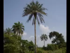 Video: Osu, Ume, Uhu Caste System in Igboland Explained